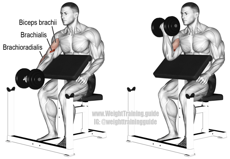 Dumbbell-Preacher-Curl.png