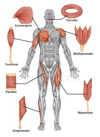 Erkek kas sistemi - tipi kas arka g_r_n_m_ - tam v_cut anatomisi.jpg