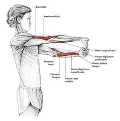 Fingers Down Forearm #massage #massages #chronicpain #fibromyalgia.jpg