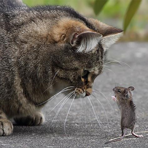 gato_vs_raton.png