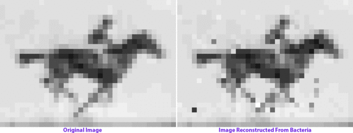 GifDNA-Horse-Inline.gif