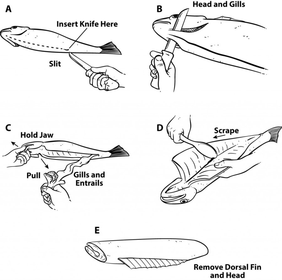 HowtoCleanFish-1024x1016.jpg