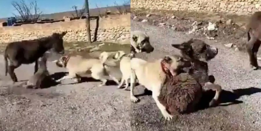 TikTok videosunda köpeğe sıpayı parçalattı