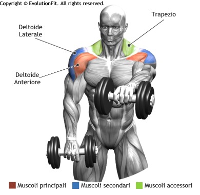 mappa-deltoidi-alzate-frontali-2-manubri-piedi.jpg