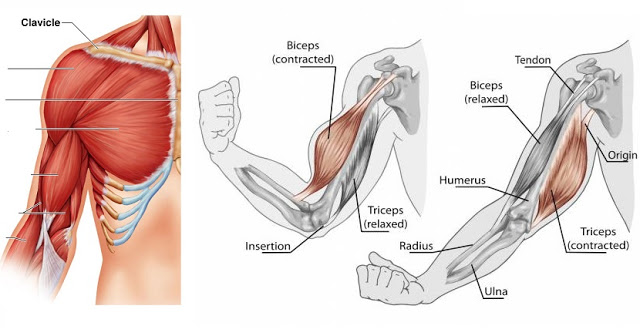 Reasons-Your-Muscles-Stop-Growing.jpg