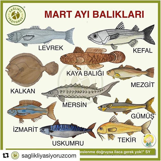 #Repost @saglikliyasiyoruzcom with @get_repost  MART AYI BALIKLARI!  Sağlıklı beslenmenin koşull.jpg