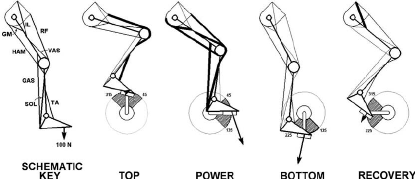 Schematic-of-the-lower-limb-showing-representative-muscle-activity-of-the-lower-limb.png