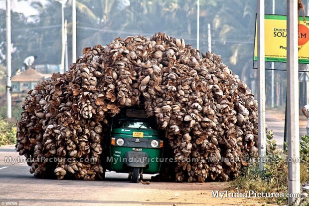 small-coconut-transportation-loading-auto-overloading-funny-india.jpg