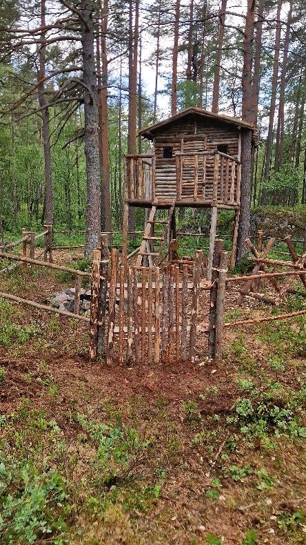 @turkishviking Insulating my shelter with moss for the upcoming harsh winter conditions. #bush...jpg