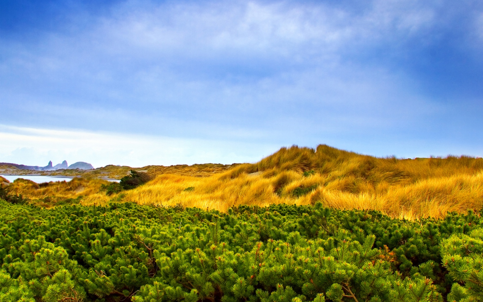 Alpine-Vegetation.jpg