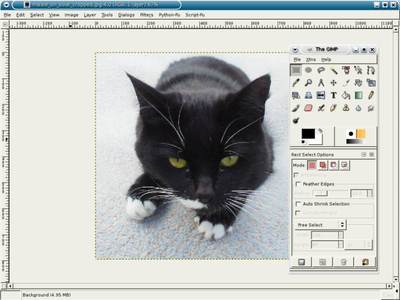 cat1265320773.jpg