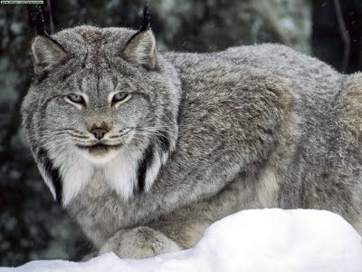 canadian-lynx1253632370.jpg