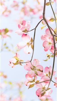pink-and-white-petaled-flowers_200.jpg