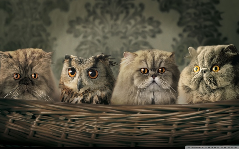 cats_and_owl-wallpaper-960x600.jpg