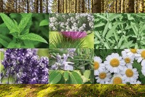 tibbi-aromatik.png