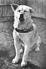 150px-Hachiko.JPG
