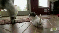 BmgBrCs.gif