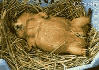 tumblr_mhrq3y9P821qdlh1io1_400.gif