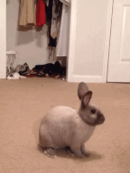 tumblr_mf0bnjfrzF1ry1utqo1_250.gif