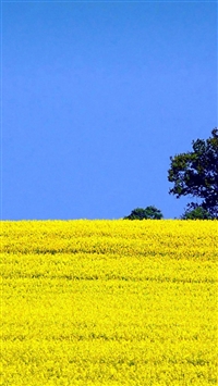 Pure-Blossom-Cole-Flowers-Field-Landscape-iphone-wallpaper-ilikewallpaper_com_200.jpg