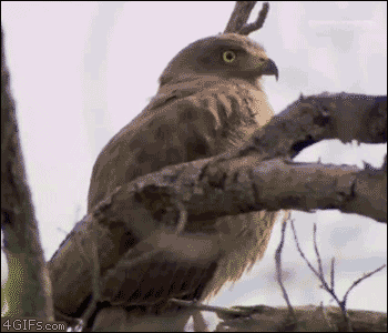 Dramatic-eagle-reation.gif