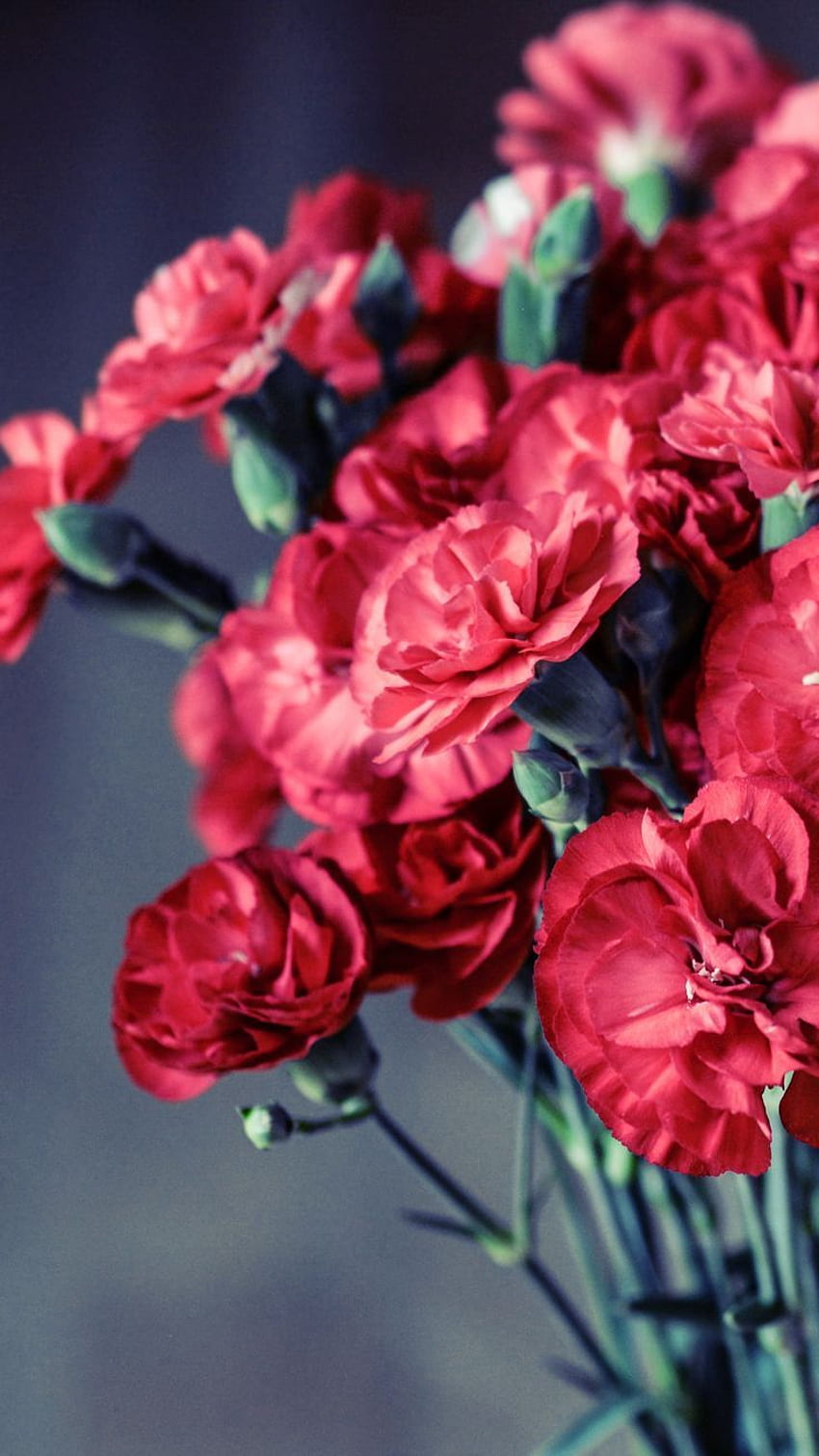 desktop-wallpaper-super-cute-valentine-s-day-iphone-red-flowers.jpg