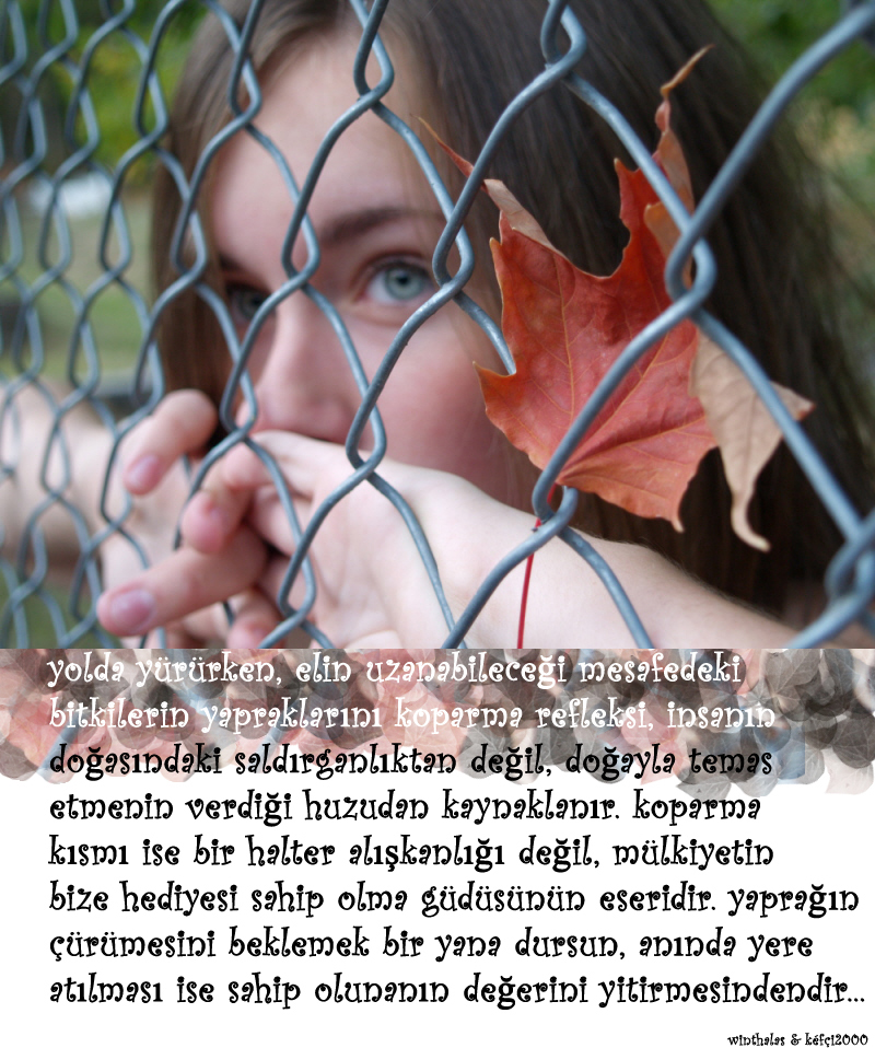 Yaprak_by_nedirnet.jpg