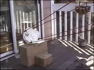 1GOKN.gif