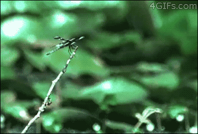 tumblr_mh9duuEaUH1qdlh1io1_400.gif