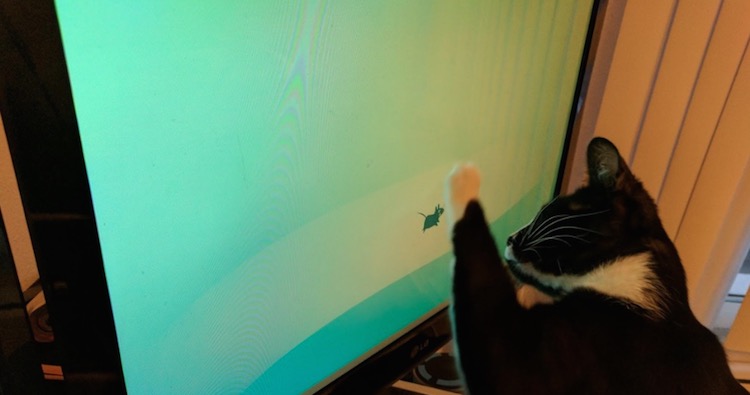 cat-xfce-bug-1.jpeg