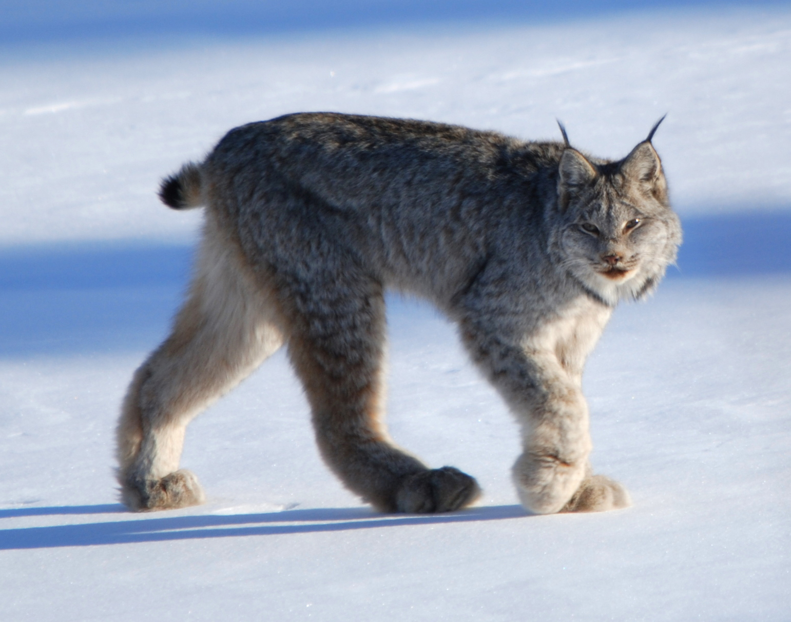 Canadian_lynx_by_Keith_Williams.jpg