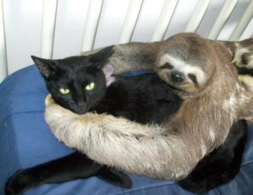 cuteoverload1.jpeg