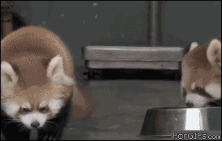 Red-panda-scared.gif