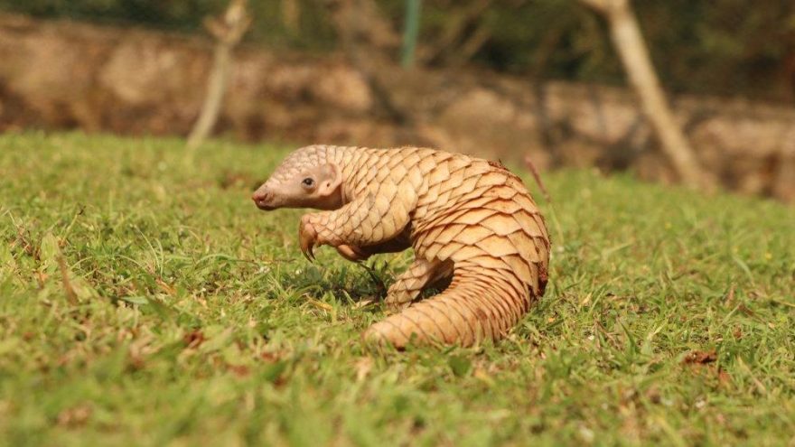 pangolin-shutter_16_9_1581065553-880x495.jpg