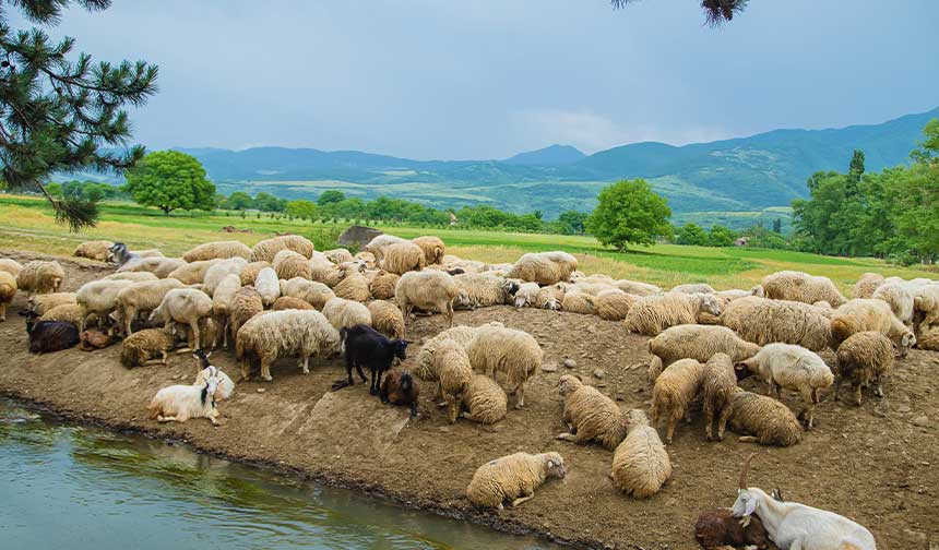 kurbanlik-hayvanlar.jpg