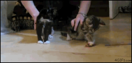 norris_kittens.gif