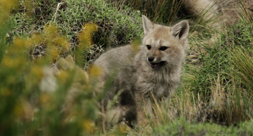 tumblr_mcb5ijmoYJ1r4zr2vo1_r2_500.gif