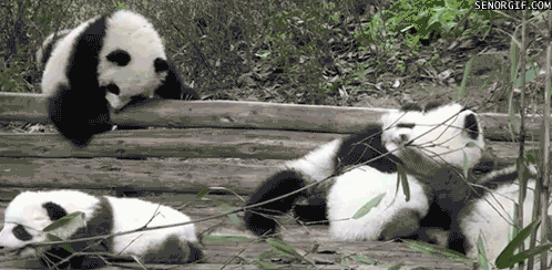 TAfuSmd.gif