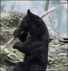 NAwRk.gif