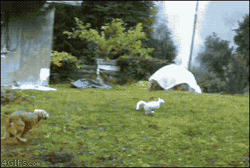 Dog-chases-cat-tree-trolled.gif