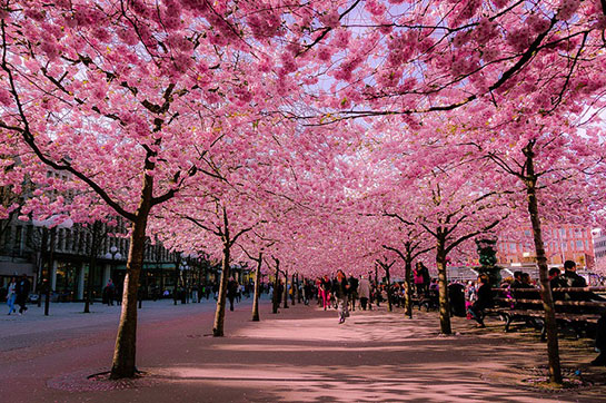 sakura-agaci.jpg