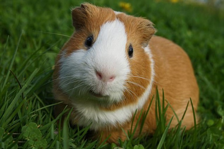 hollanda-guinea-pig-768x511.jpg