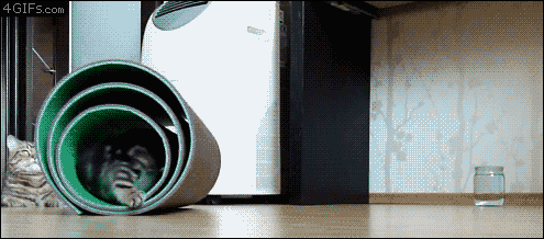 Gym-mat-kittens.gif
