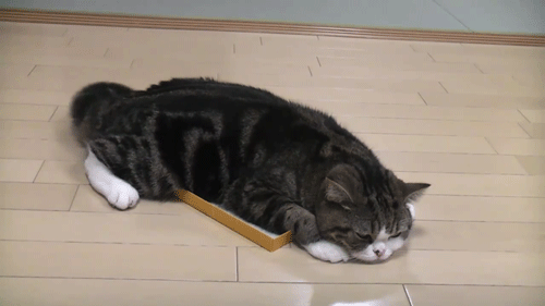 tumblr_m5d6qiaYq01qcdgi9.gif