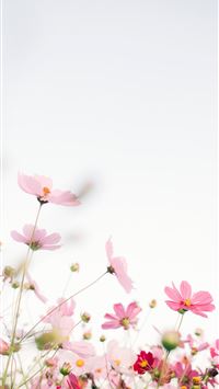 pink-flowers-with-white-background_200.jpg