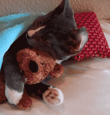 BOD1Y.gif