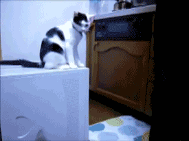 bkgQw.gif