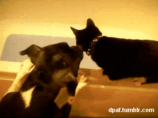 n76vZVh.gif