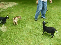 QSFAhRu.gif