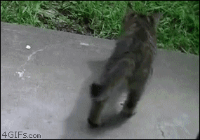 uyCu1.gif